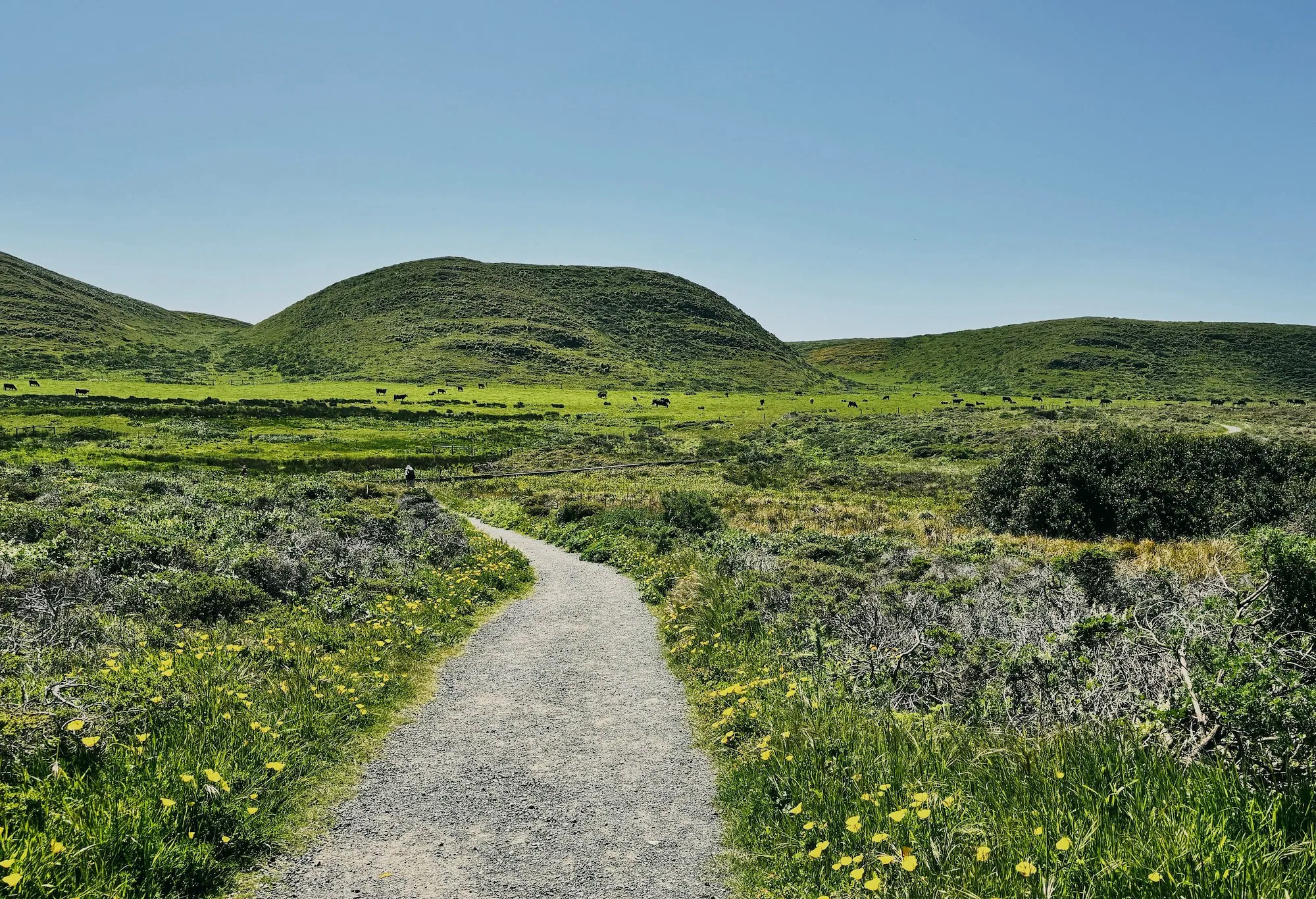 The flat gravel path winding through coastal grassland