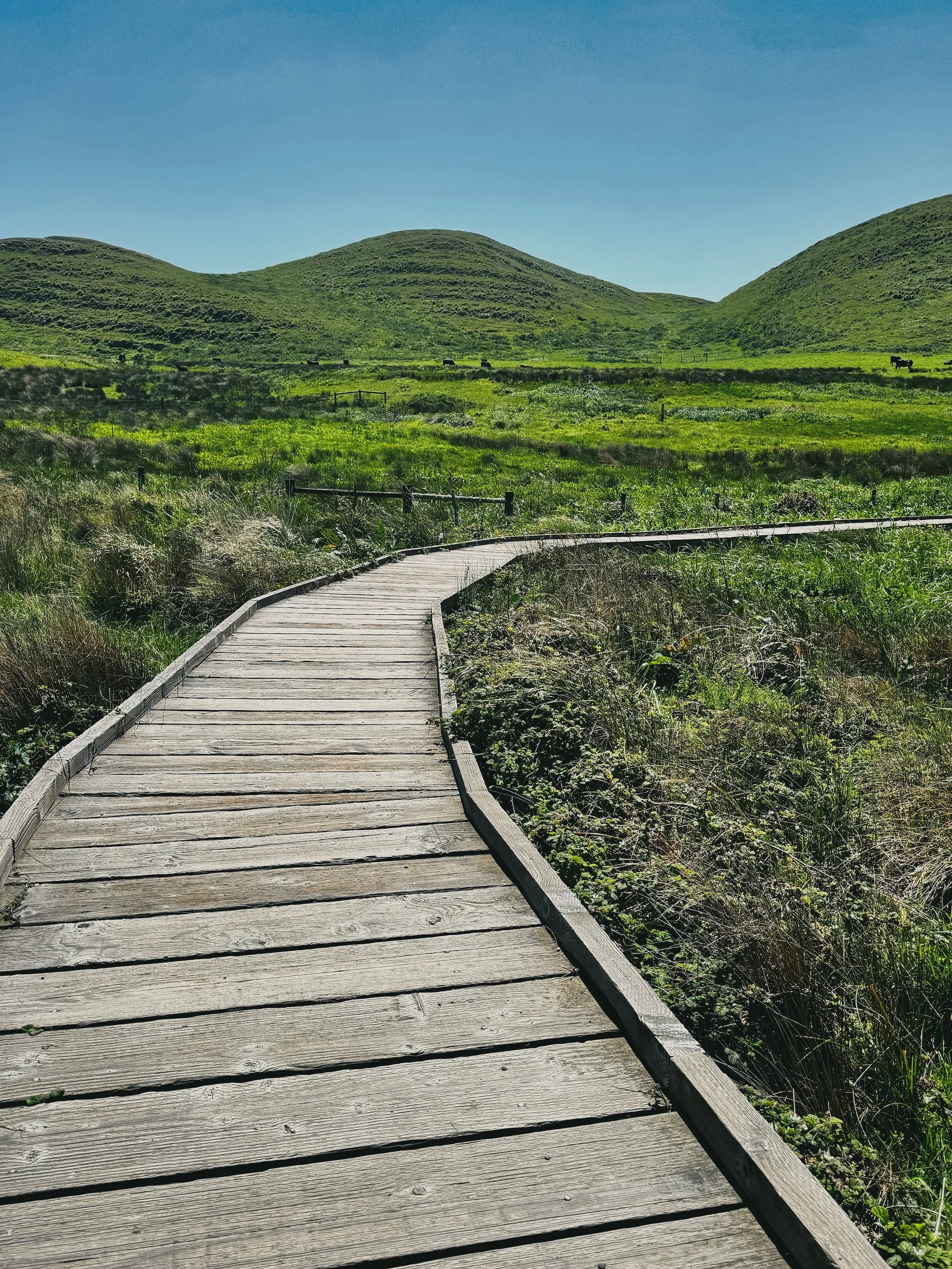 The boardwalk section of the Abbotts Lagoon Trail