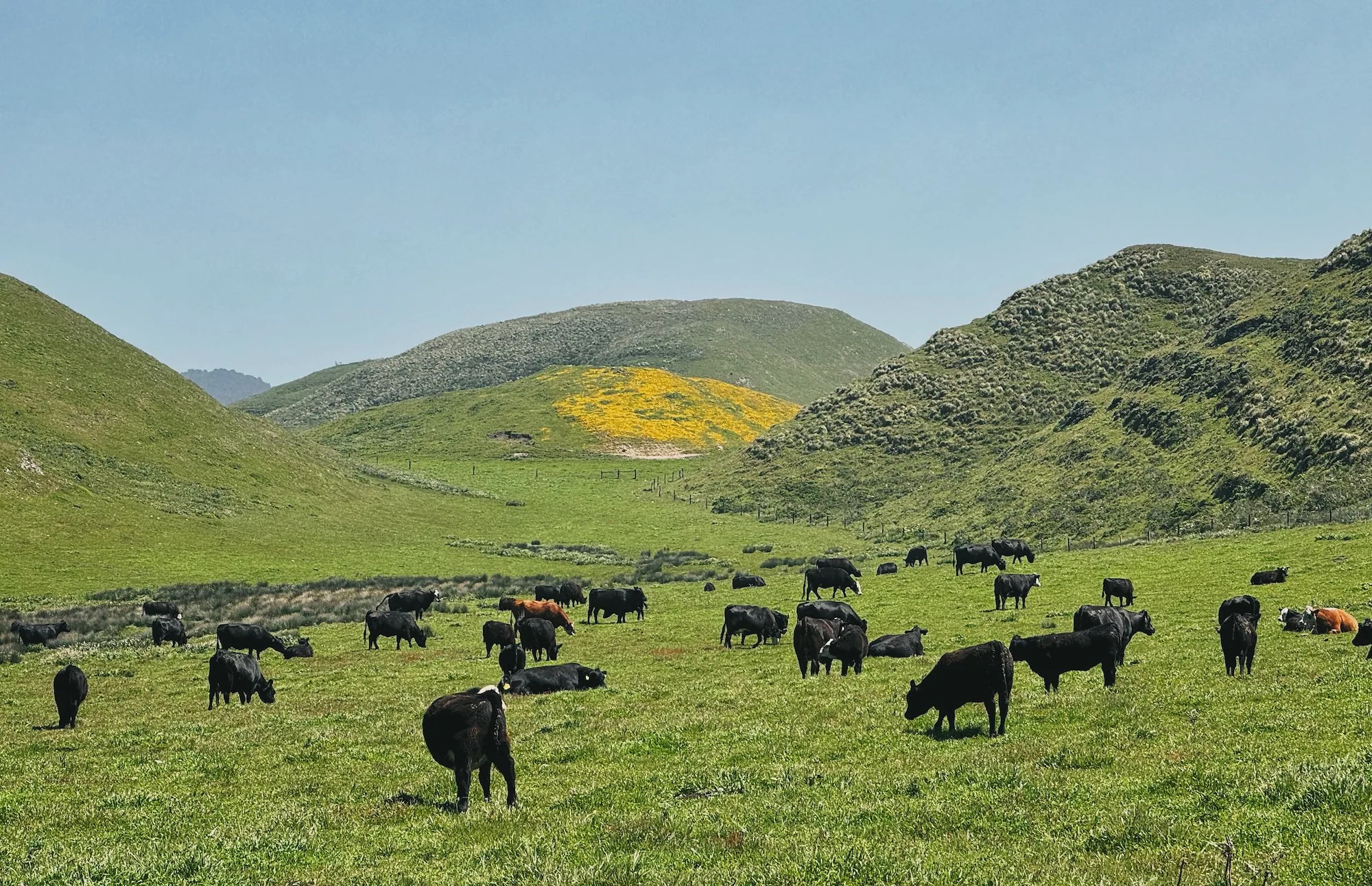 Cattle grazing in the green fields of Historic H Ranch