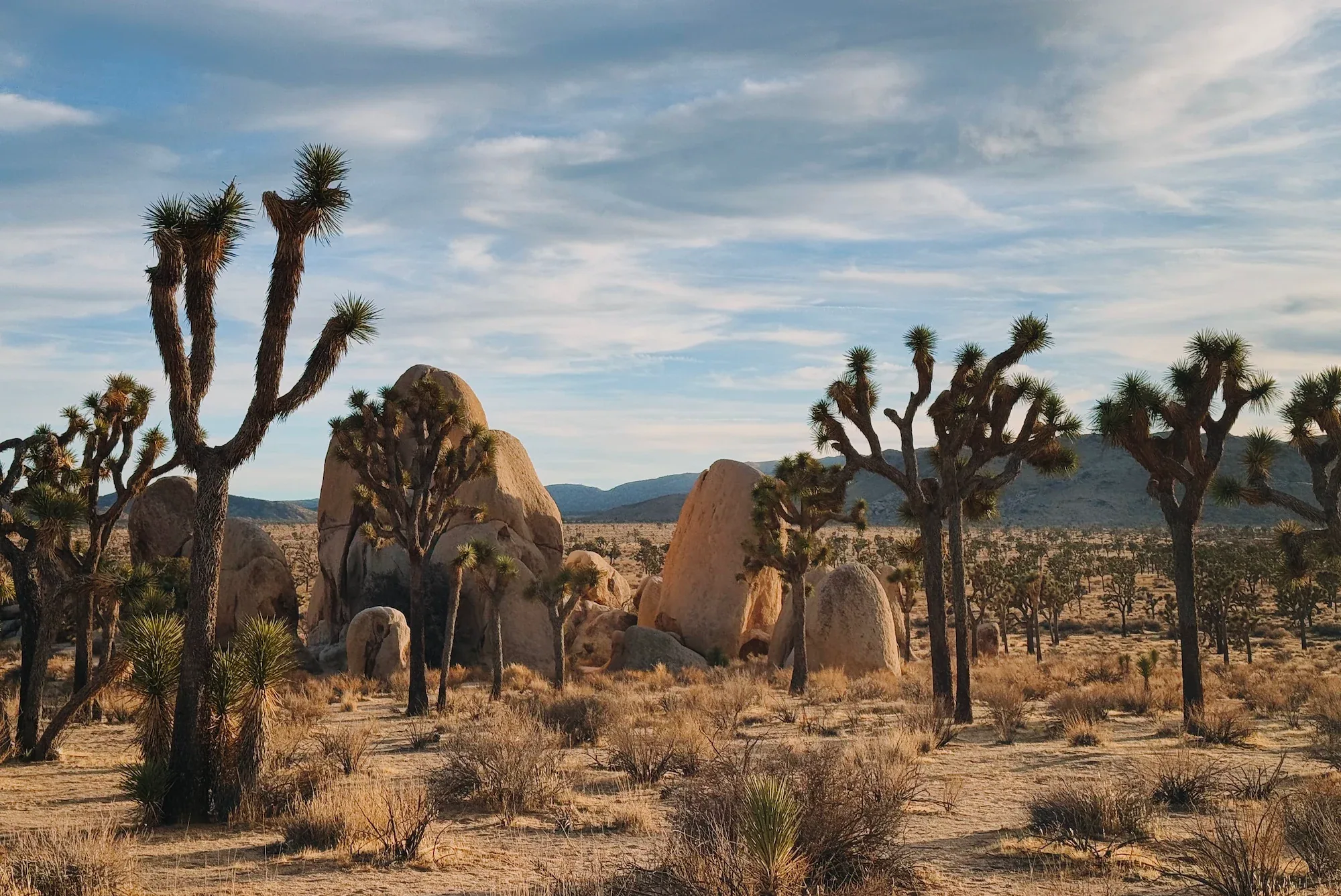 Boulders and Joshua trees near the Minerva Hoyt Trail