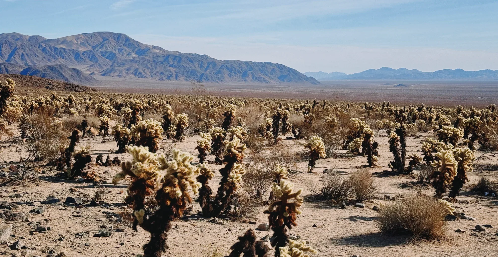 A wide sweep of the open Joshua Tree desert