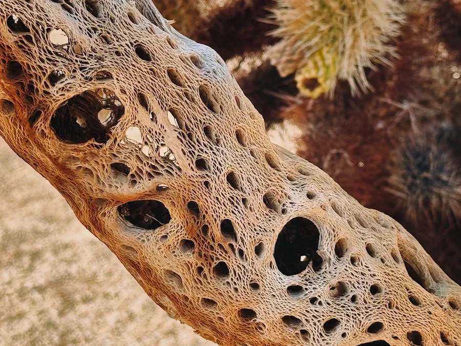 A field of teddy bear cholla cactus