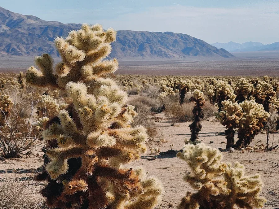 A close view of densely packed cholla spines