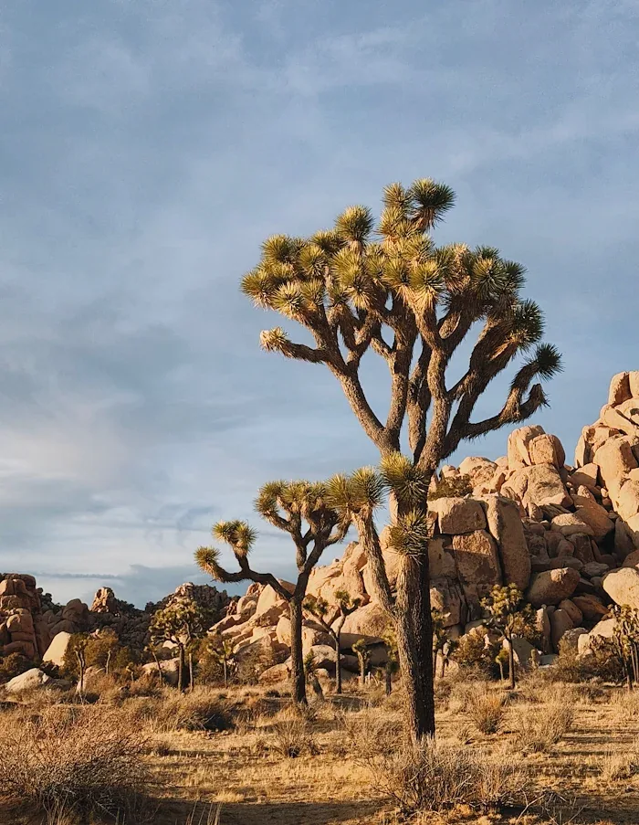 A Joshua tree reaching into a clear blue sky