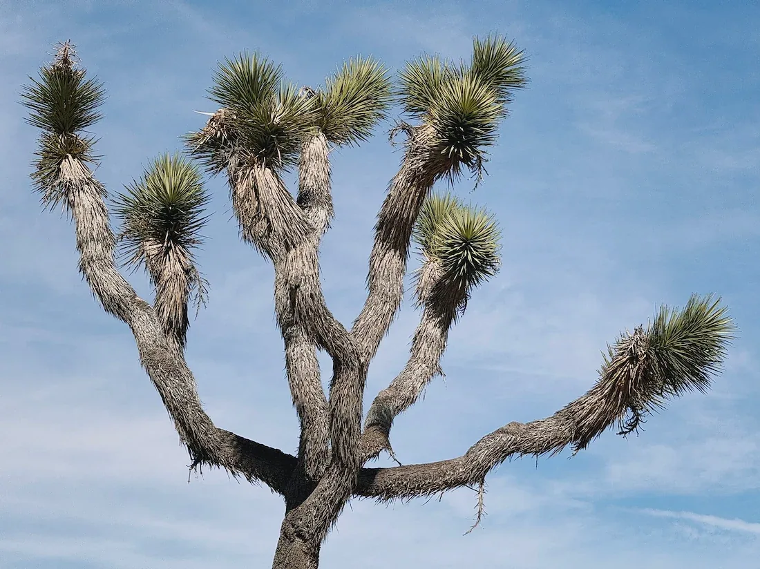 The irregular branching silhouette of a Joshua tree