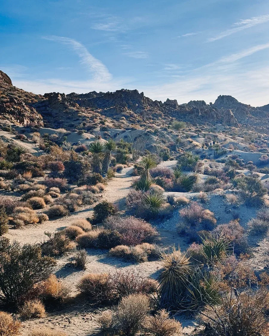Creosote bushes, yucca plants, and desert shrubs