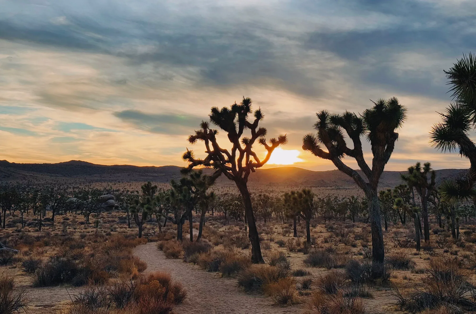 The lowering sun illuminates Joshua Tree’s boulders