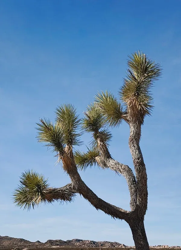 A Joshua tree beside Arch Rock