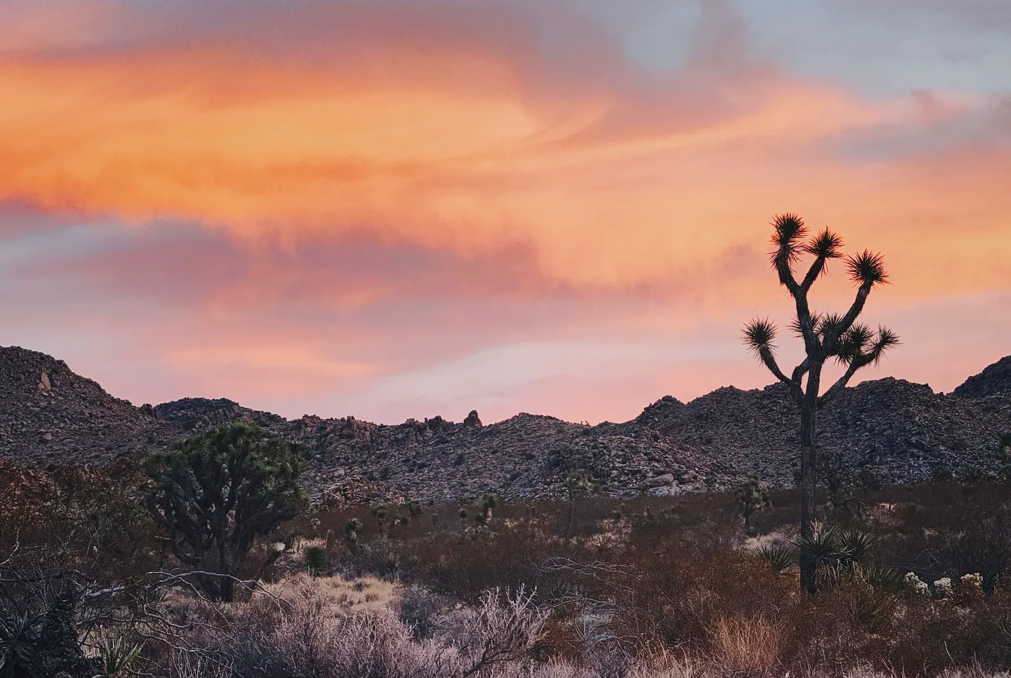 Purple skies over Joshua Tree at the end of the day