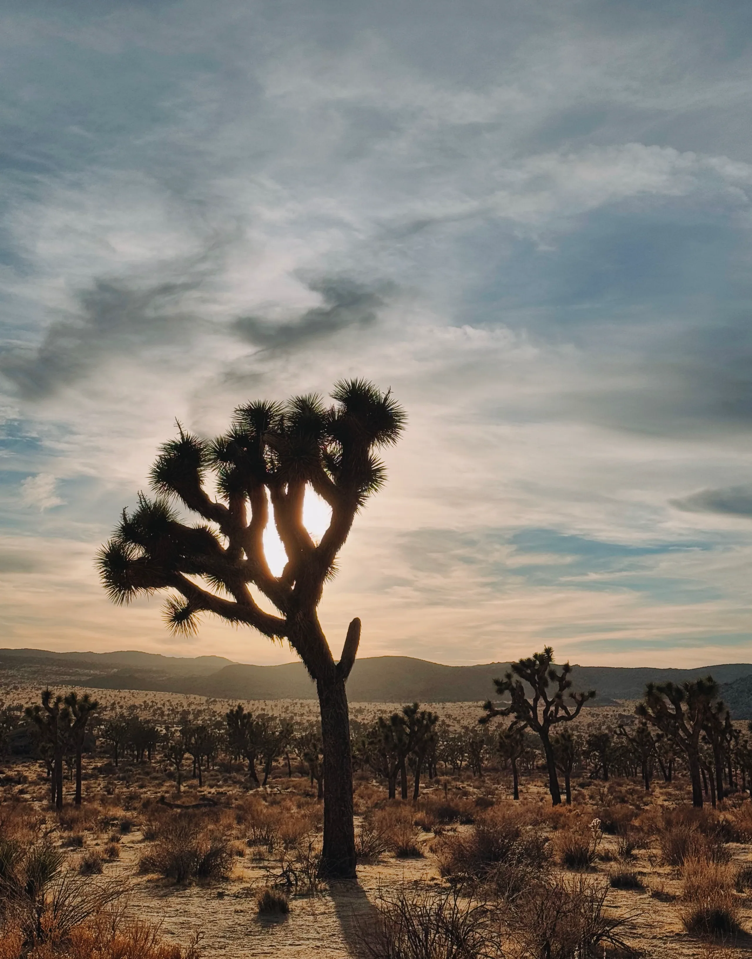 Sunlit Joshua trees and rounded granite boulders at golden hour