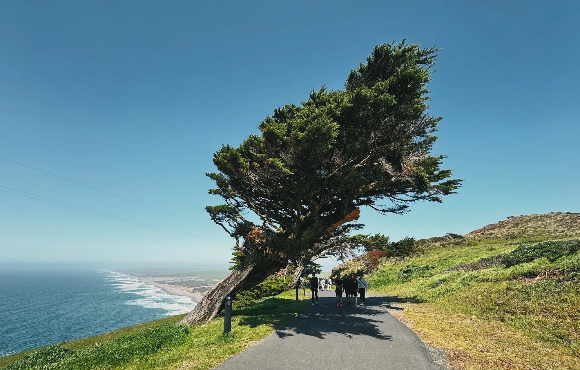 The windswept Leaning Tree beside the lighthouse path