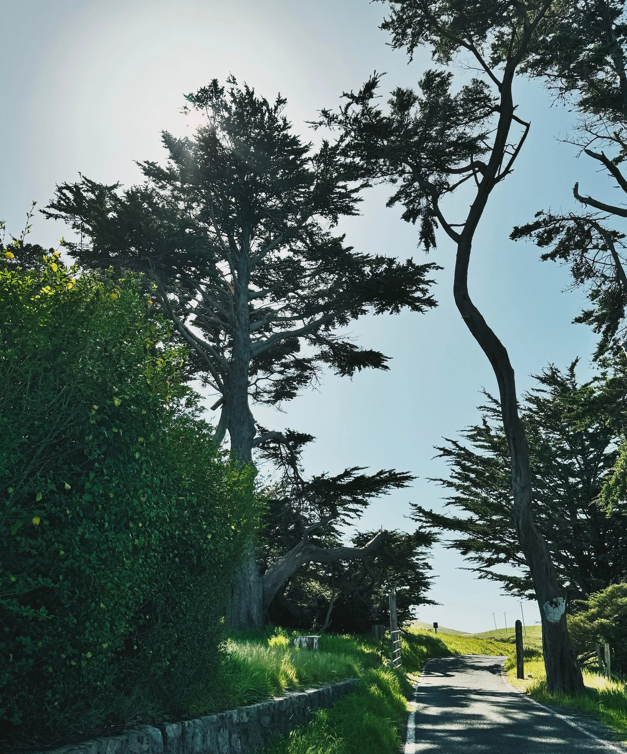 Cypress trees above park residences near the Historic Lifeboat Station