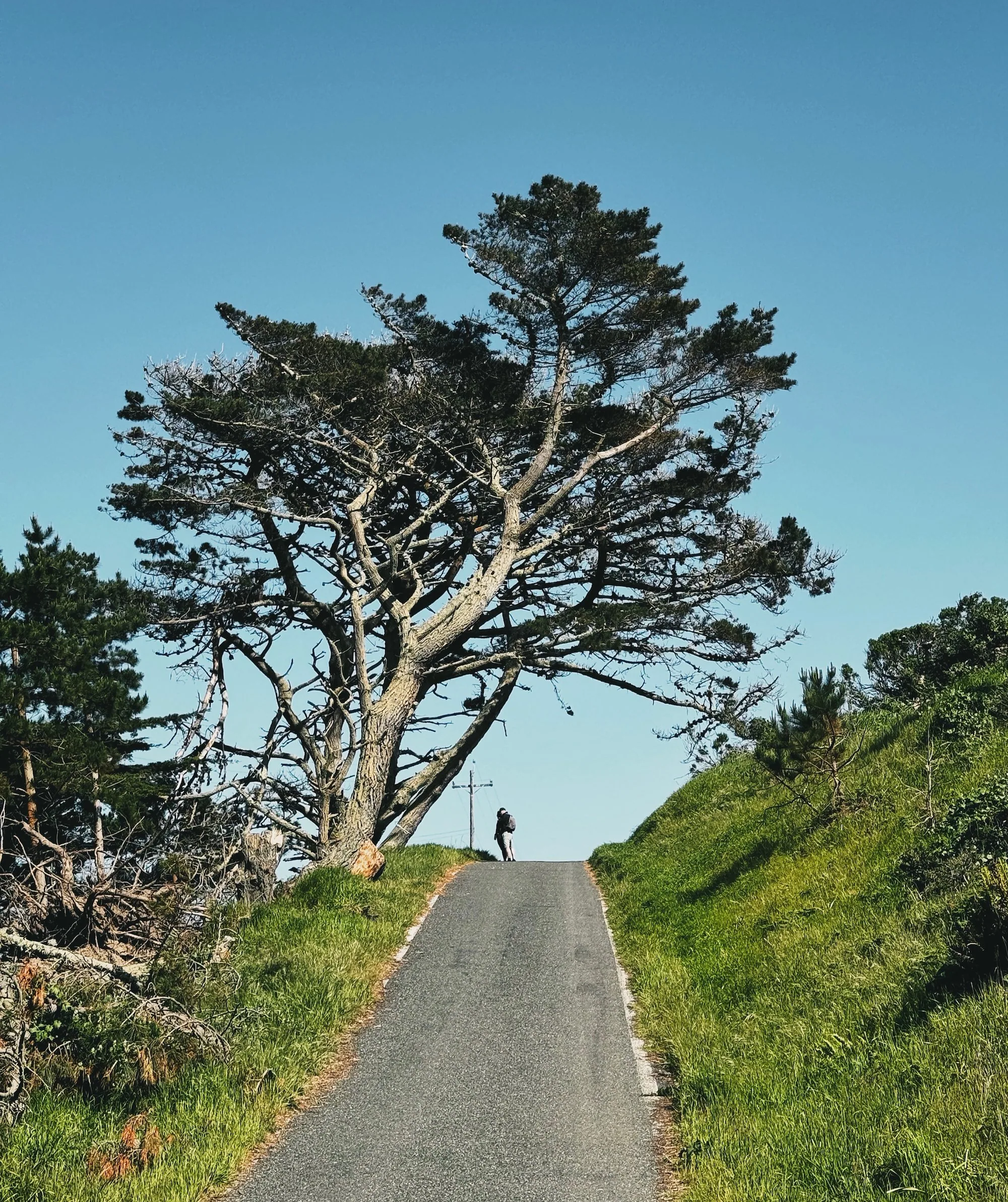 A cypress-lined path through the Chimney Rock historic district