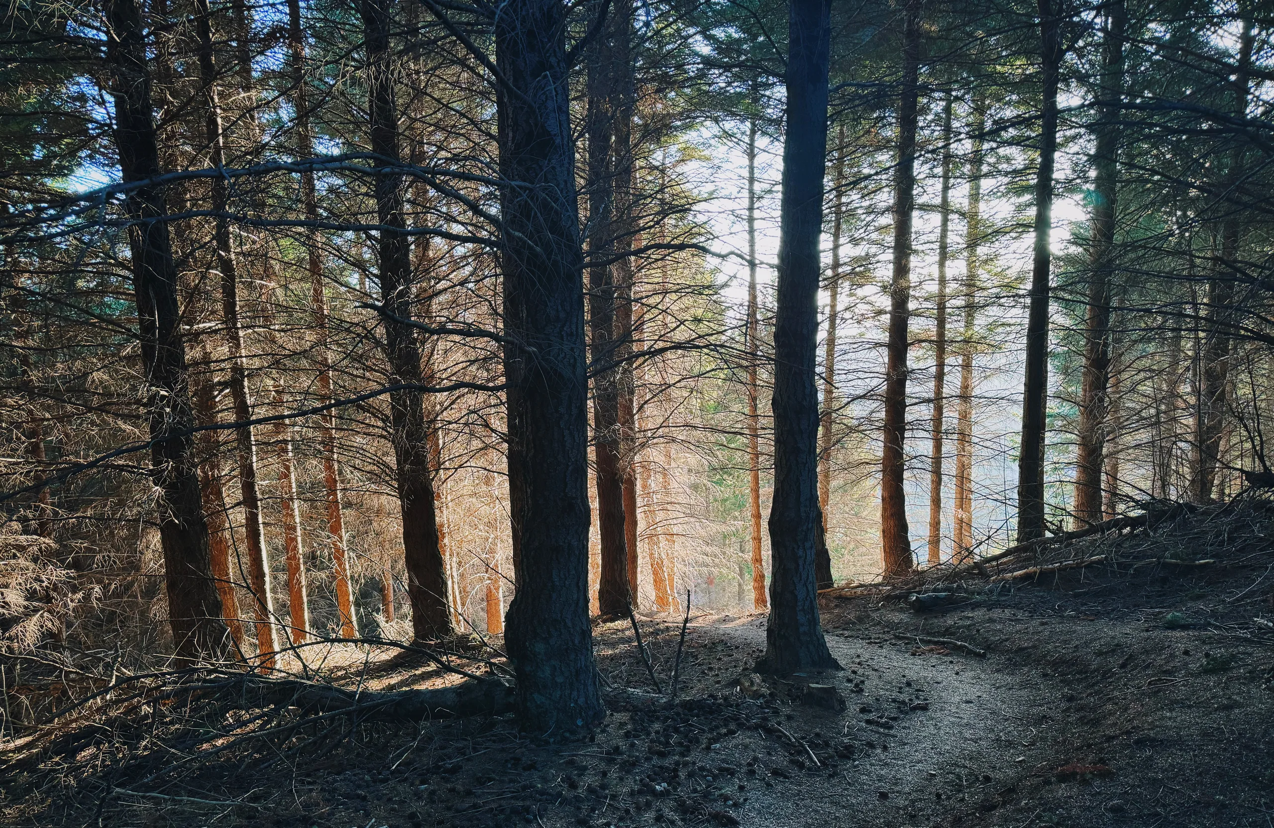 A wooded section of the Skyline Loop Track