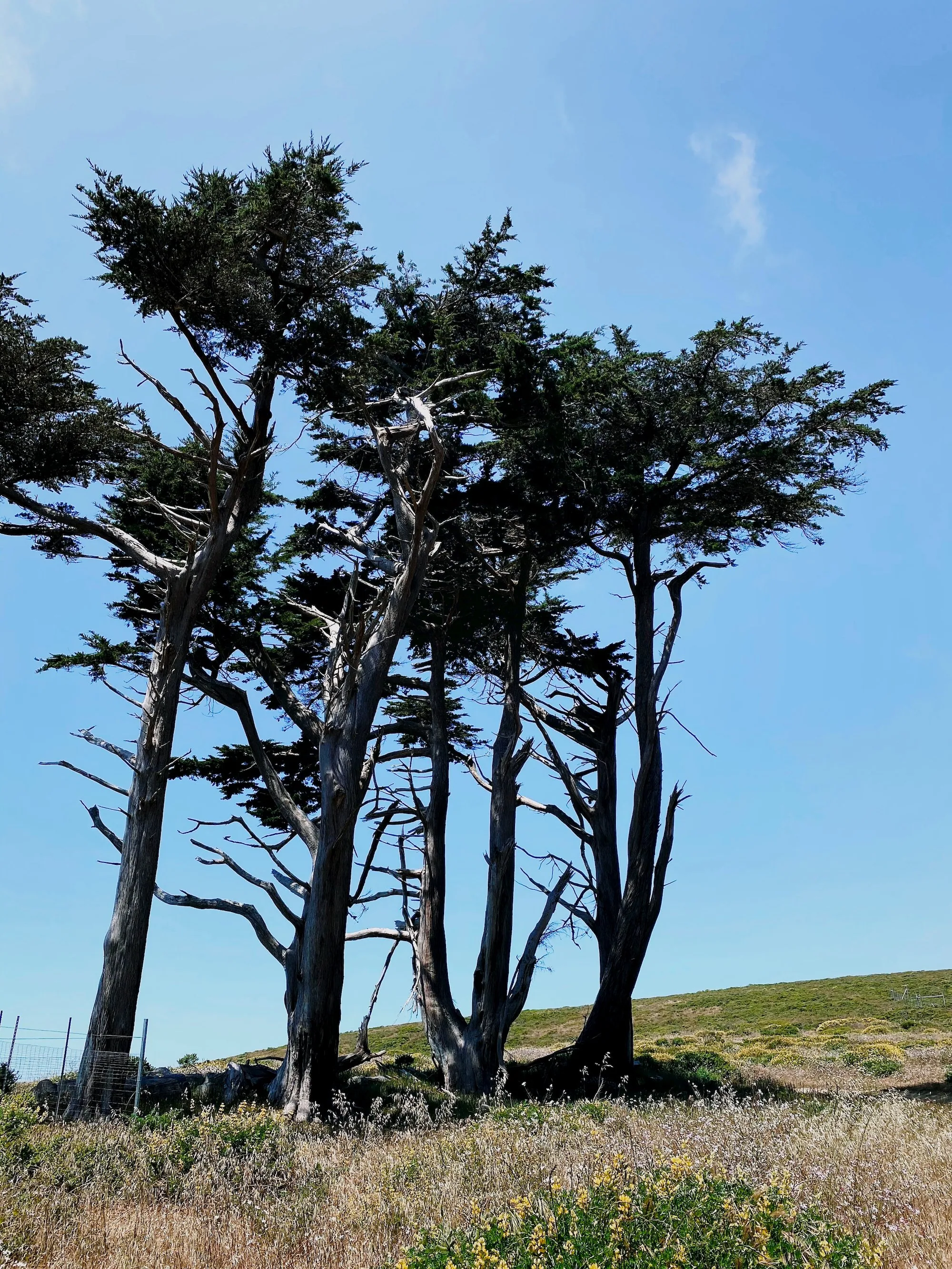 A hiker looking out over the western Point Reyes coast