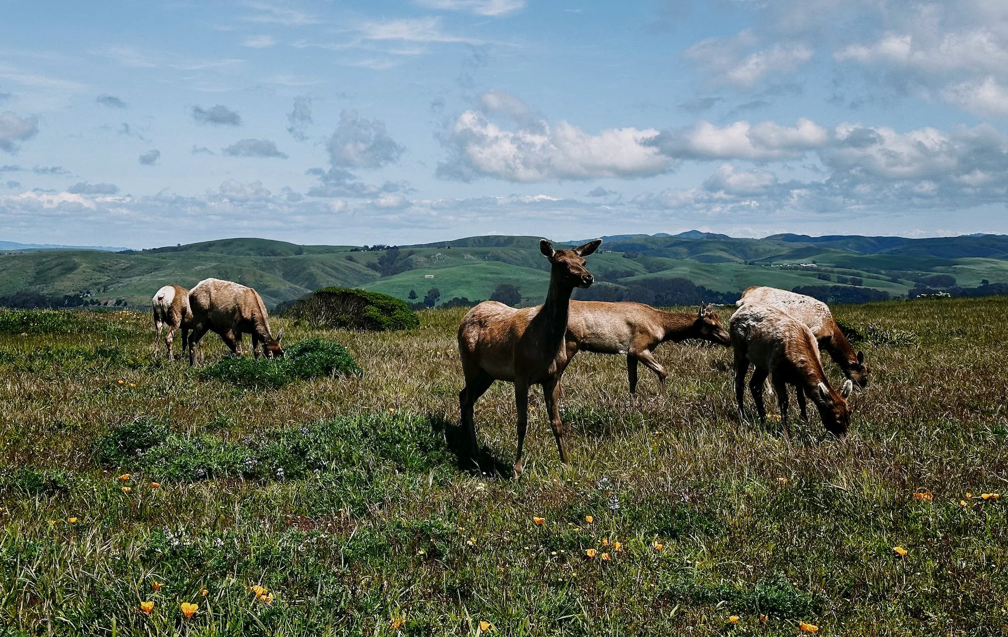 Wildflowers covering the green hills beside the trail