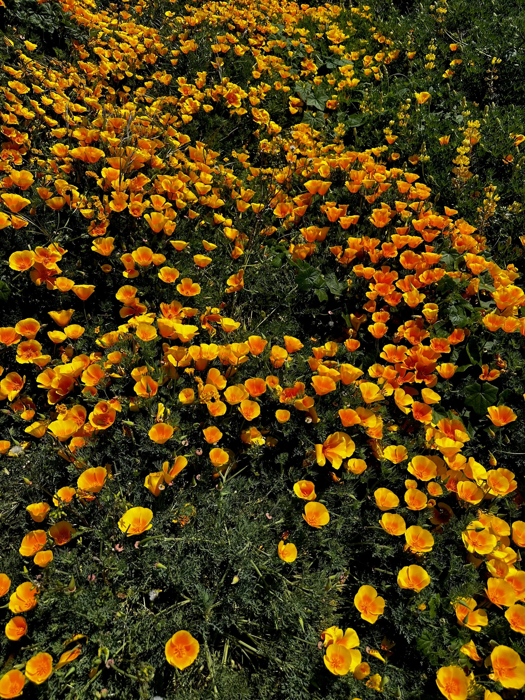 A deer standing among coastal wildflowers