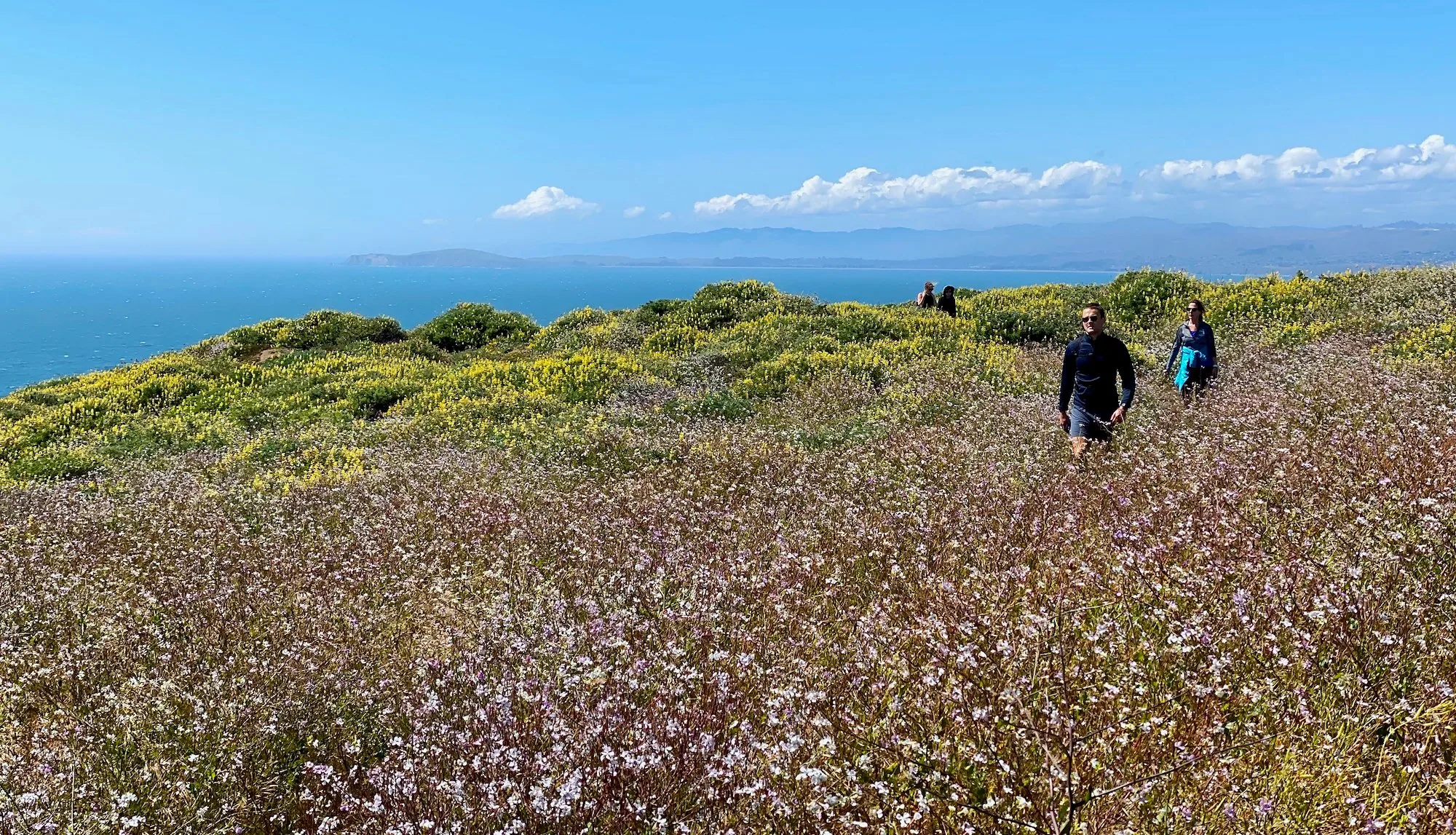 A hiker walking through a dense field of yellow wildflowers